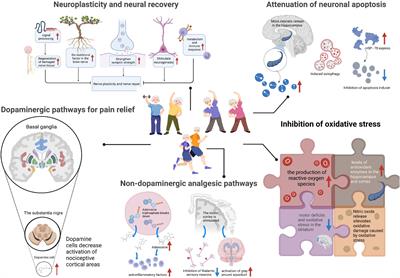 The mechanism of exercise for pain management in Parkinson’s disease